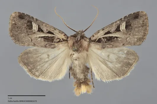 Feltia herilis