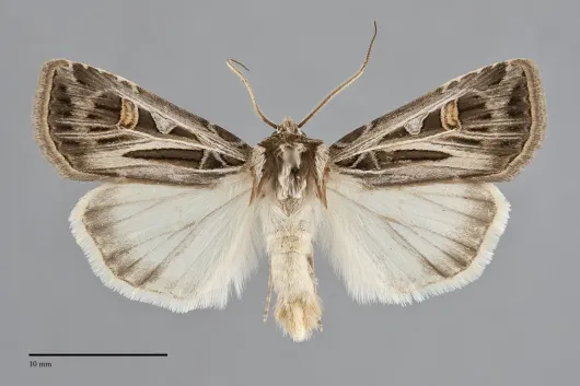Feltia jaculifera