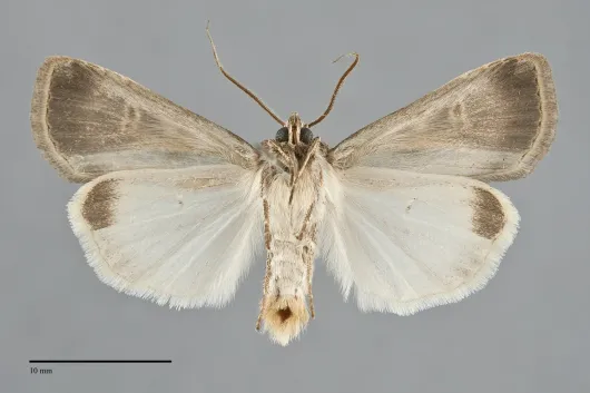 Feltia jaculifera