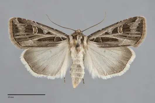 Feltia jaculifera