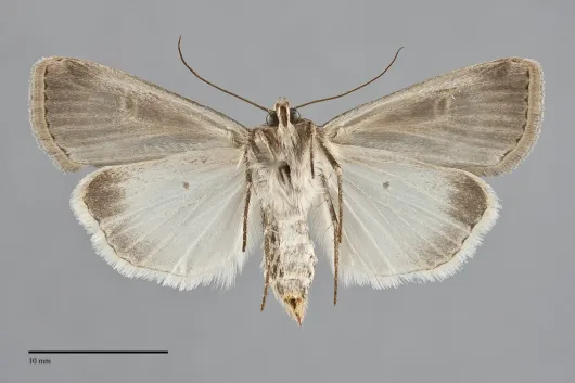 Feltia jaculifera