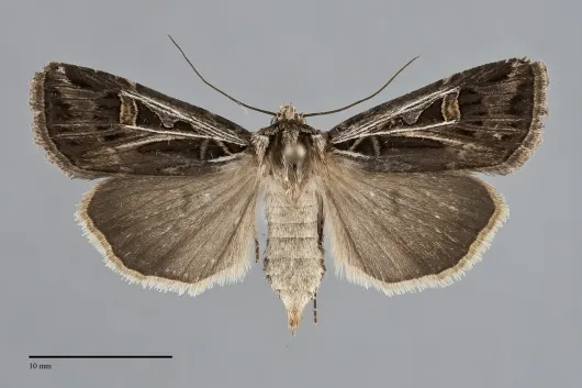 Feltia jaculifera