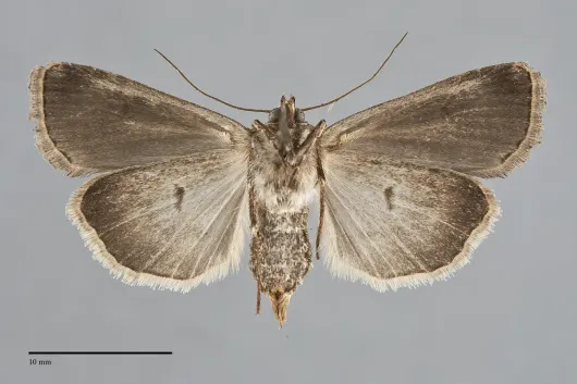 Feltia jaculifera