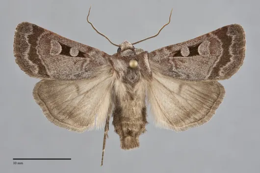 Feltia mollis