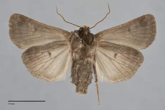 Feltia mollis