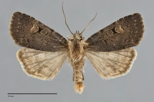 Feltia nigrita