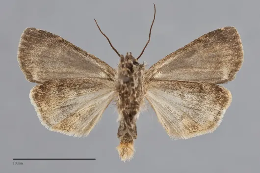 Feltia nigrita