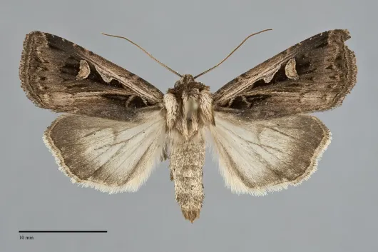 Feltia subgothica
