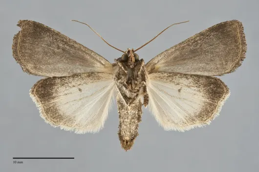 Feltia subgothica