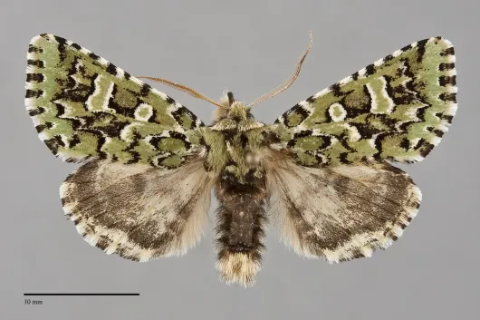 Feralia comstocki