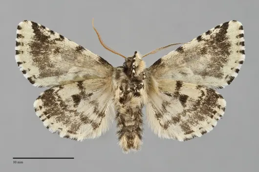 Feralia comstocki