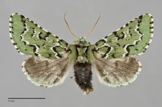 Feralia deceptiva