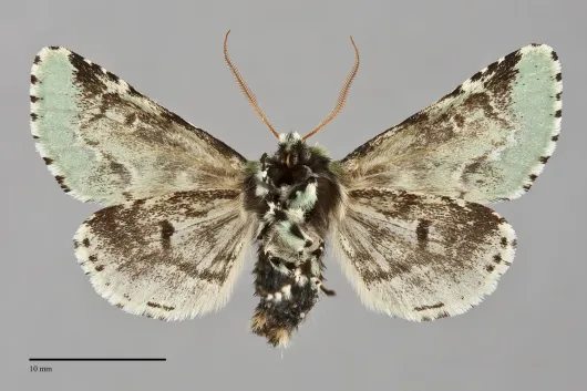 Feralia deceptiva