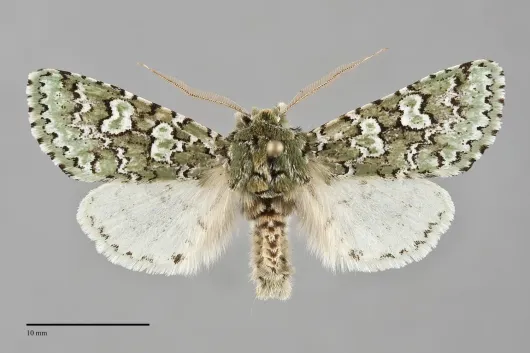 Feralia februalis