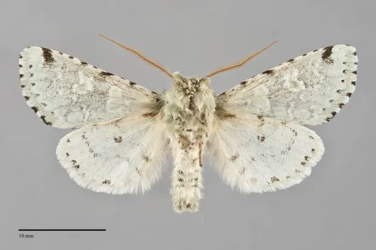 Feralia februalis
