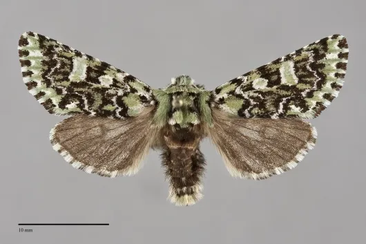 Feralia jocosa