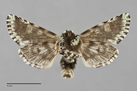 Feralia jocosa