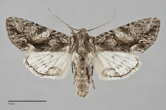 Fishia connecta