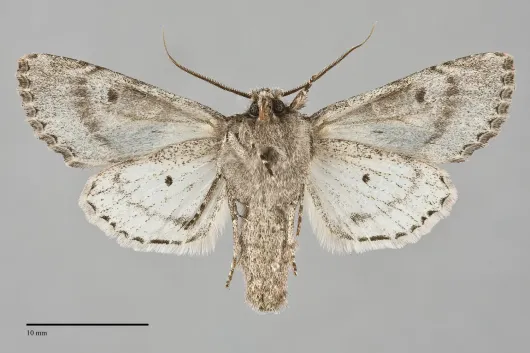 Fishia connecta