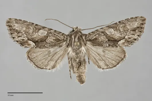 Fishia connecta