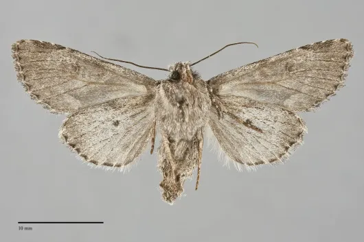 Fishia connecta