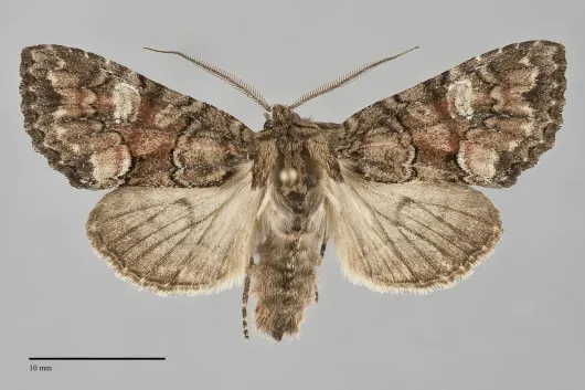 Fishia illocata