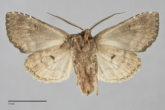 Fishia illocata