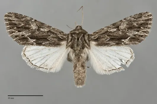 Fishia nigrescens