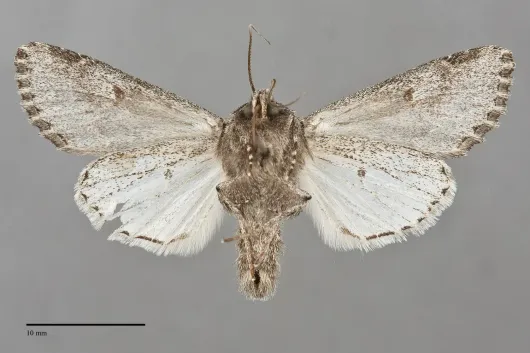 Fishia nigrescens