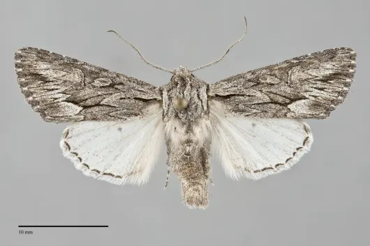 Fishia yosemitae