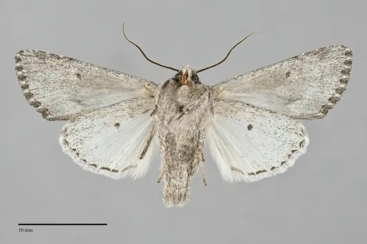 Fishia yosemitae