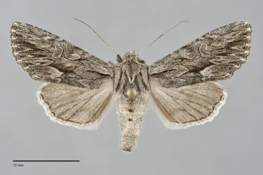 Fishia yosemitae