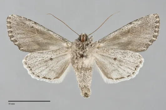 Fishia yosemitae