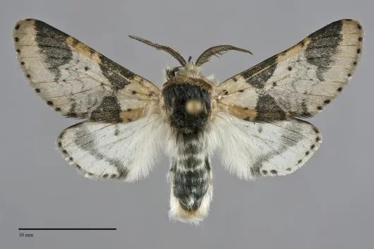 Furcula modesta