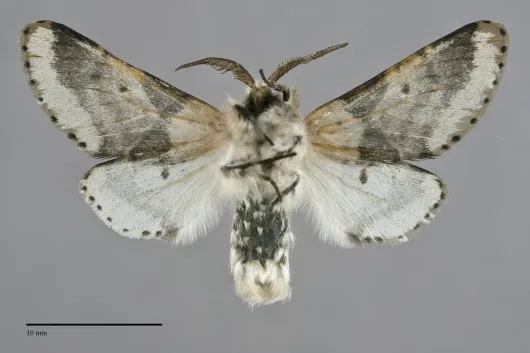 Furcula modesta
