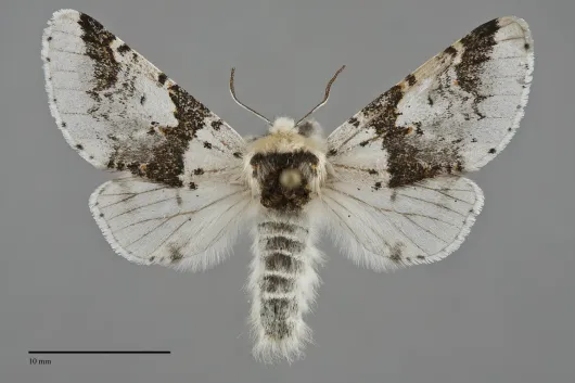 Furcula scolopendrina