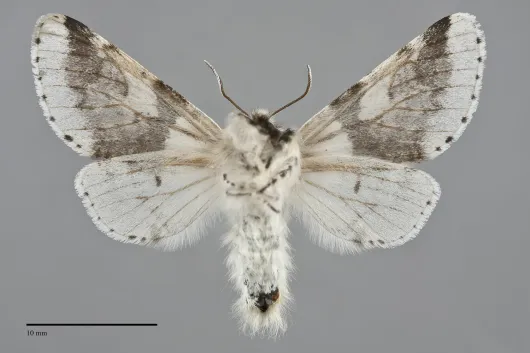 Furcula scolopendrina
