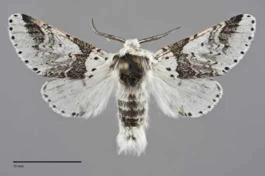 Furcula scolopendrina
