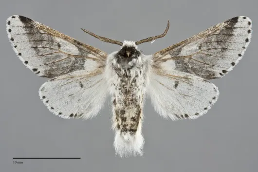 Furcula scolopendrina