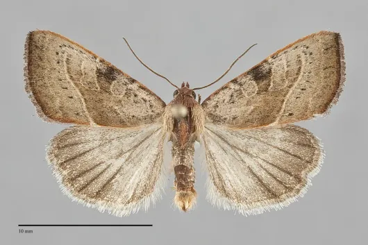 Galgula partita