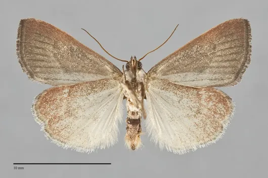 Galgula partita
