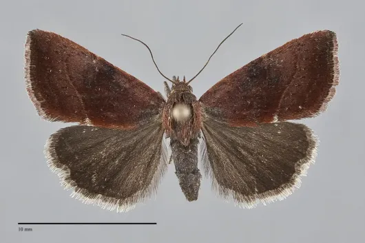 Galgula partita