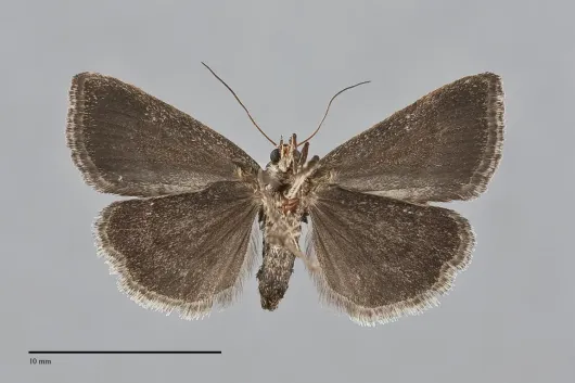 Galgula partita