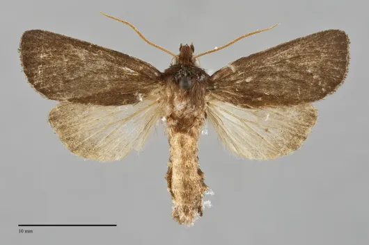 Globia alameda