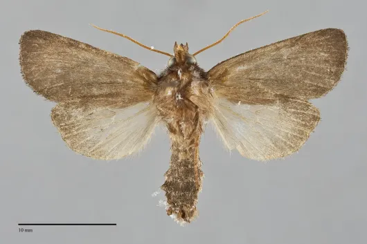 Globia alameda