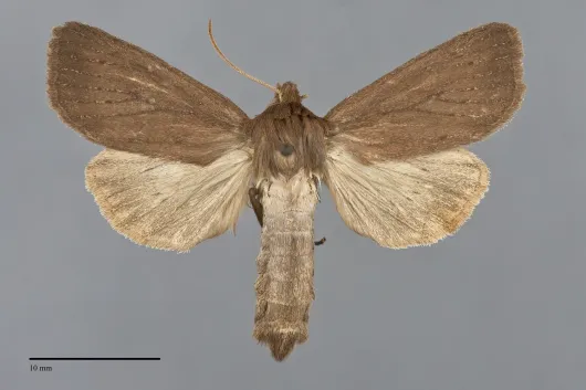 Globia alameda