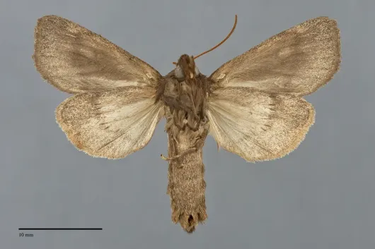 Globia alameda