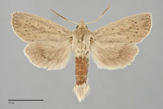 Globia oblonga