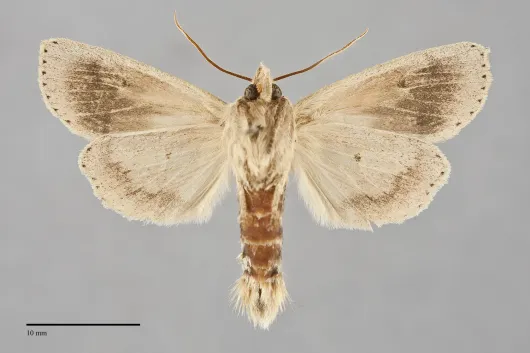 Globia oblonga