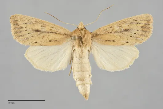 Globia subflava